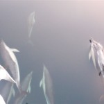 Dolfijnen komen spelen (3)