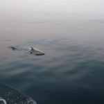 Dolfijnen komen spelen (7)